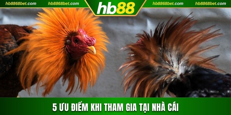 Đá Gà Thomo HB88 Với Hơn 100.000 Lượt Cược Mỗi Tháng  5 ưu điểm khi tham gia tại nhà cái