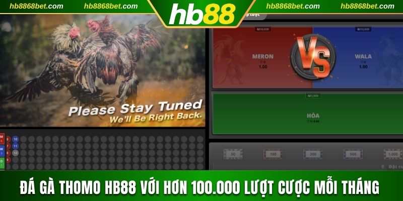 Đá Gà Thomo HB88 Với Hơn 100.000 Lượt Cược Mỗi Tháng  Đá gà Thomo