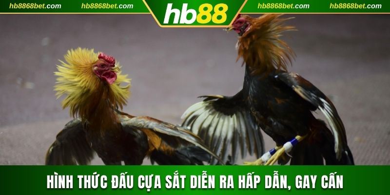 Hình thức đấu cựa sắt diễn ra hấp dẫn, gay cấn