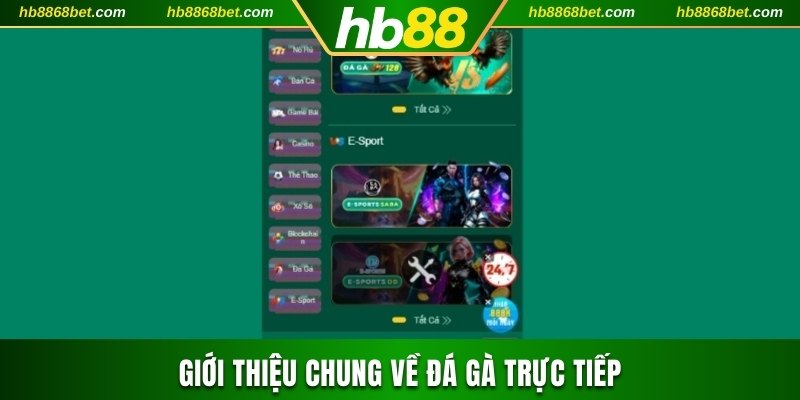 Trải Nghiệm Đá Gà Trực Tiếp Tại HB88 Uy Tín, An Toàn Sơ bộ về đá gà trực tiếp
