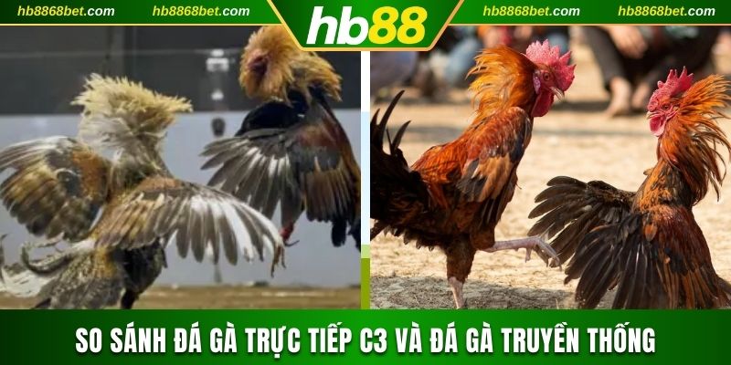 Cá Cược Đá Gà Trực Tiếp C3 Nhận Thưởng Chục Triệu Cực Dễ So sánh Đá gà trực tiếp và truyền thống