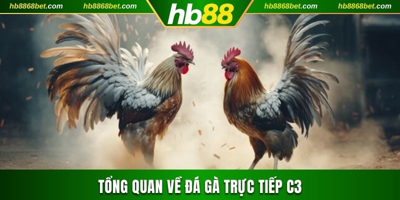 Cá Cược Đá Gà Trực Tiếp C3 Nhận Thưởng Chục Triệu Cực Dễ Tổng quan về Đá gà trực tiếp C3 trong HB88